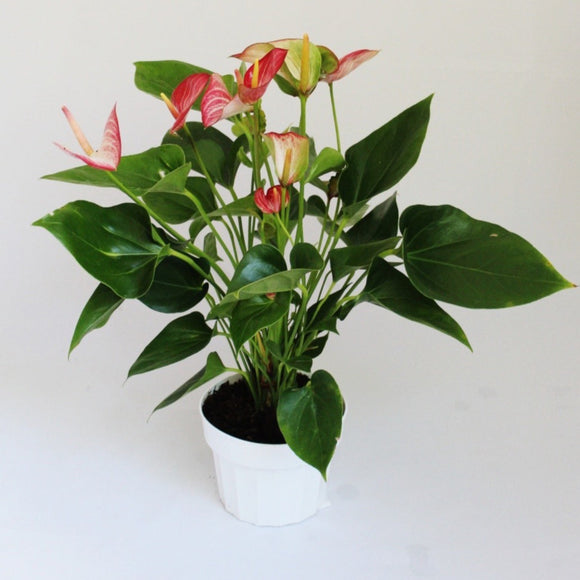Anthurium Plant with red and white flowers