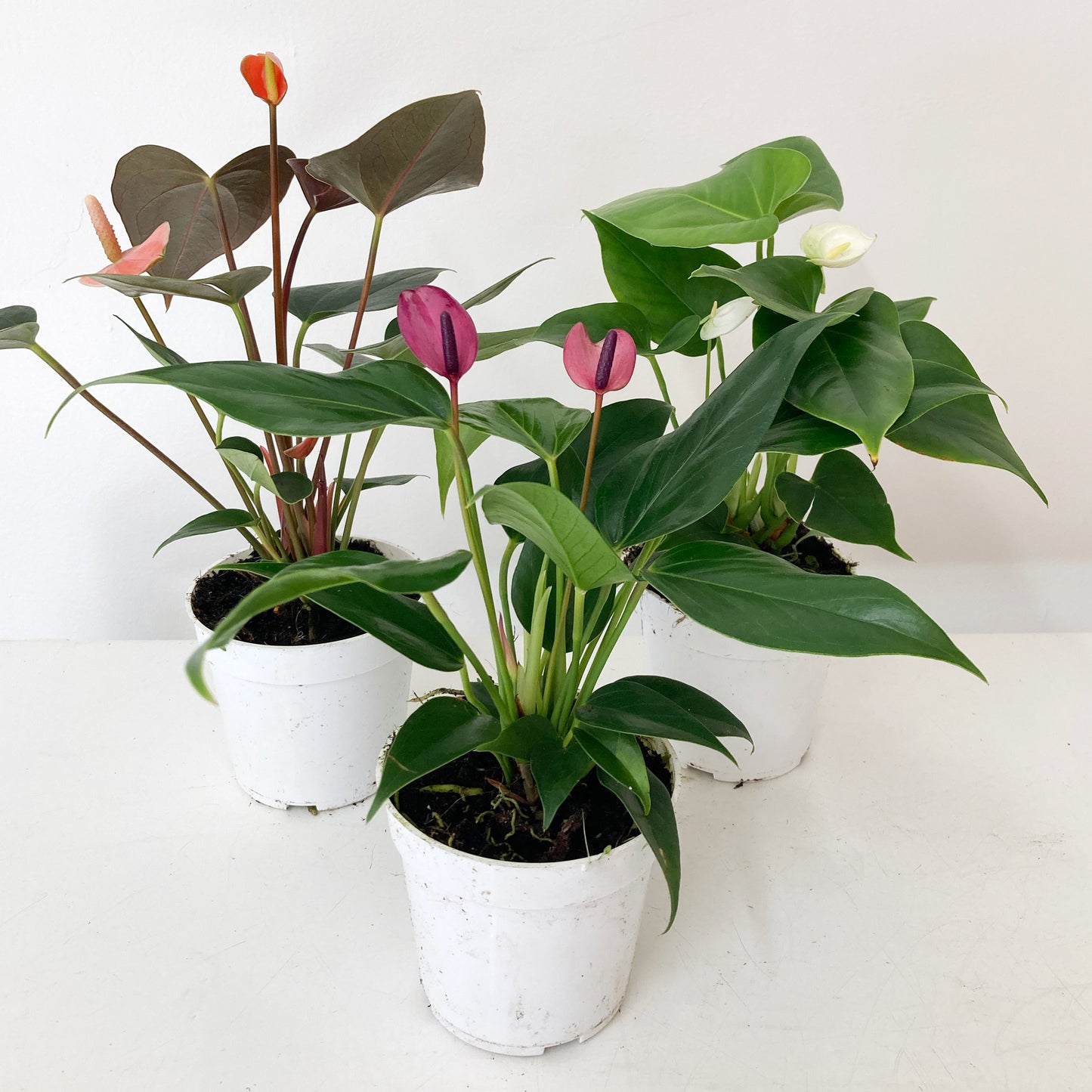 Multicolored Anthurium Plants in white plant pots