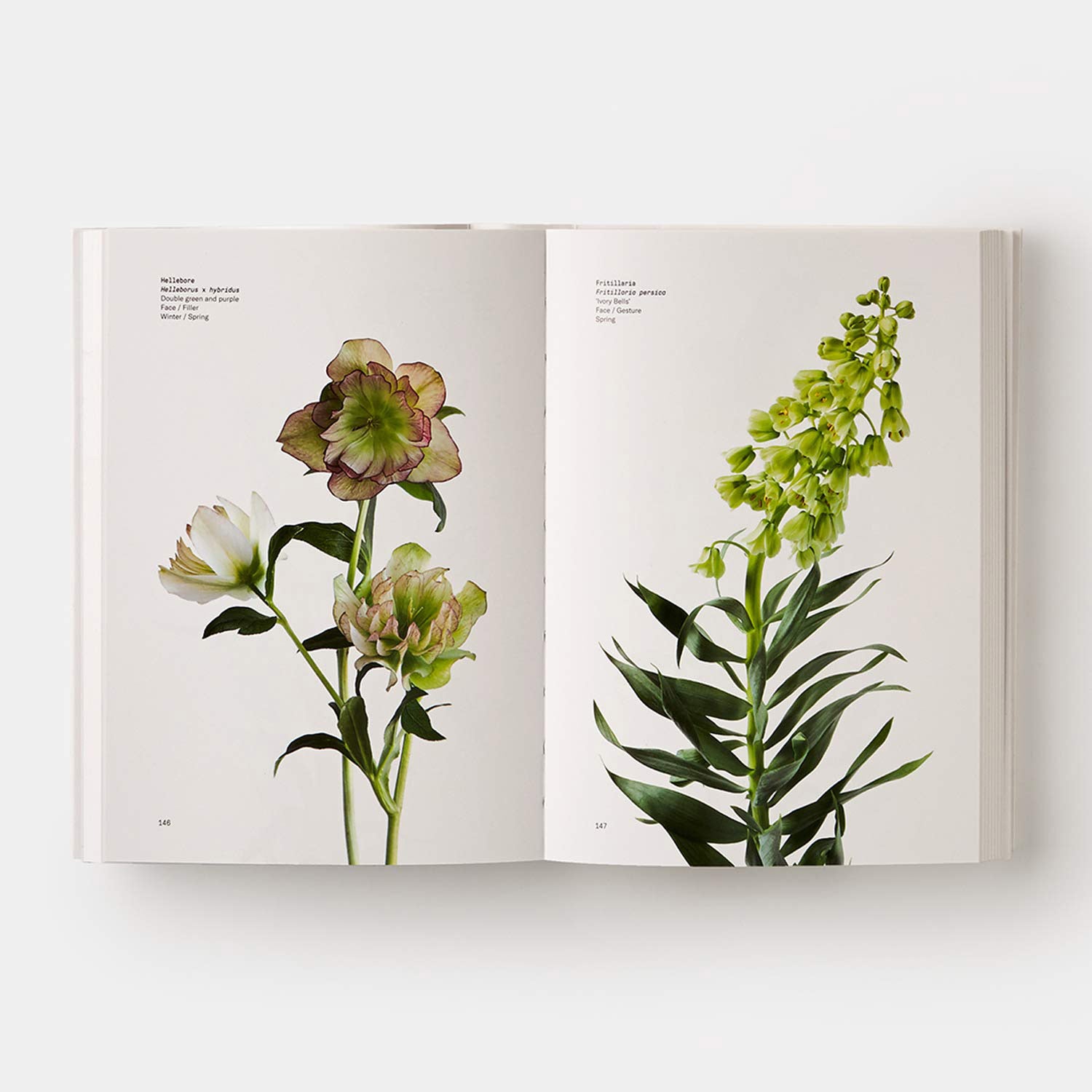 Flower Color Guide Book interior pages - Hellebore and Fritilleria