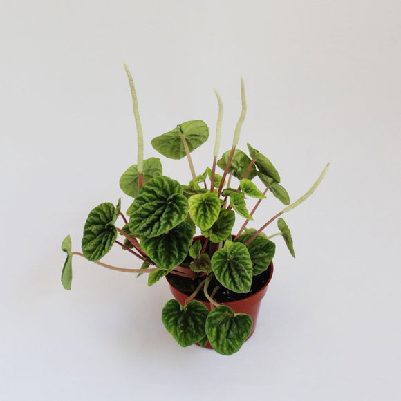 Peperomia plant with yellowy green leaves