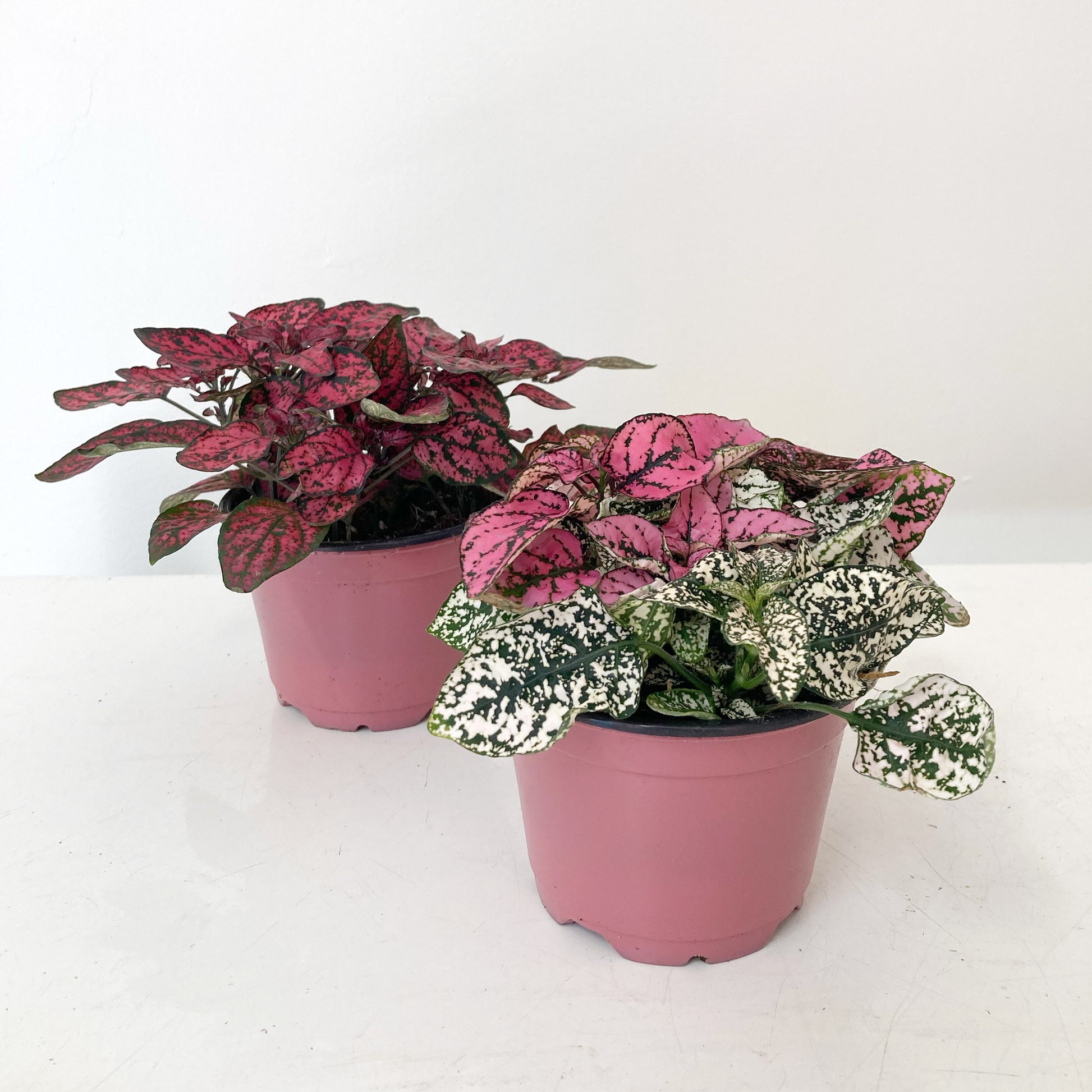 Varied shades of Pink polka dot plant from Native Poppy