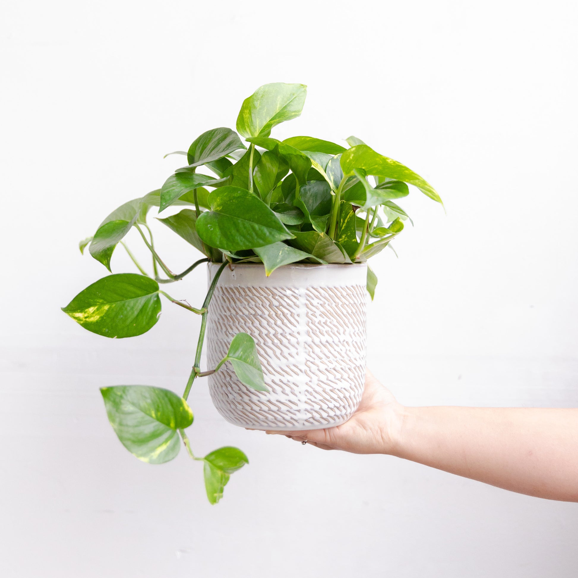 pothos native Plant Lover's Pick – Native Poppy