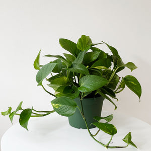Variegated Pothos Plant in a 6 inch green plastic pot