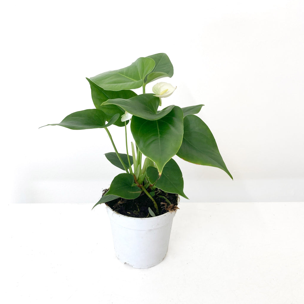 Anthurium Plant with small white flower