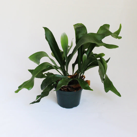 Staghorn Fern plant in green plastic pot