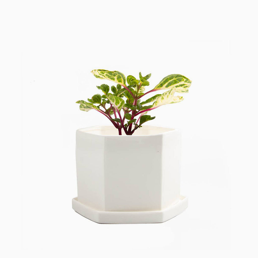 White Ceramic Hexi Planter with green houseplant